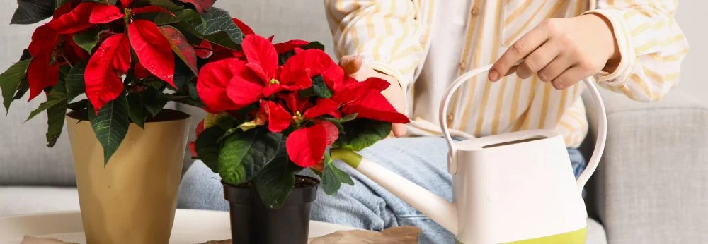 Eine Person gießt einen Weihnachtsstern mit einer Gießkanne.